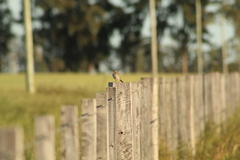 Ammodramus humeralis