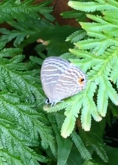 Jamides celeno aelianus