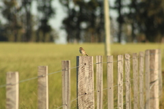 Ammodramus humeralis