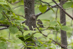 Ficedula zanthopygia