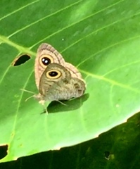 Ypthima horsfieldii humei