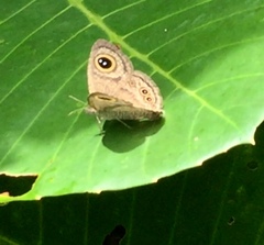 Ypthima horsfieldii humei