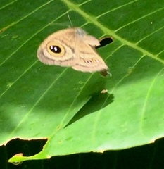 Ypthima horsfieldii humei