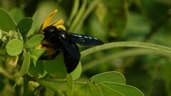Xylocopa