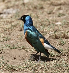 Lamprotornis superbus