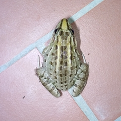 Leptodactylus macrosternum