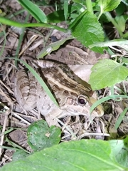 Leptodactylus macrosternum