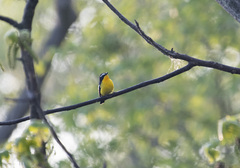 Ficedula zanthopygia