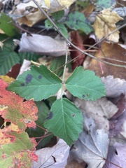 Rubus flagellaris