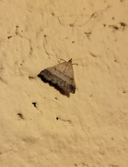 Tetanolita palligera