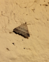 Tetanolita palligera