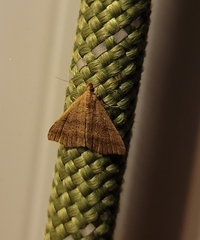 Tetanolita palligera