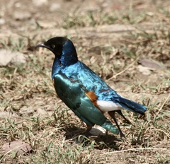 Lamprotornis superbus