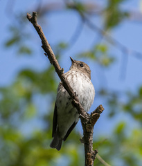 Muscicapa griseisticta