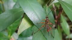 Echthromorpha agrestoria
