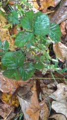 Rubus hispidus