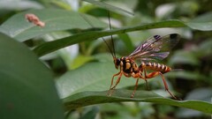 Echthromorpha agrestoria