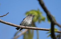 Muscicapa griseisticta