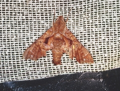 Nyceryx tacita