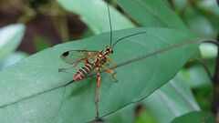 Echthromorpha agrestoria