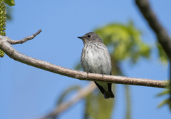 Muscicapa griseisticta