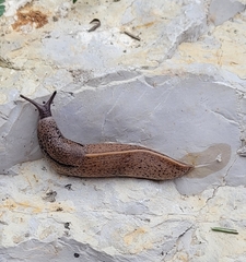 Tandonia rustica