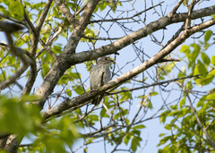 Muscicapa griseisticta