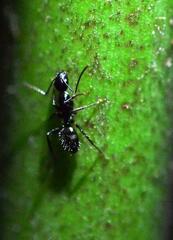 Camponotus sexguttatus