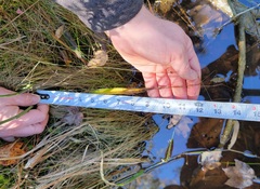 Spiranthes bightensis