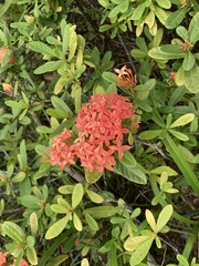 Ixora coccinea