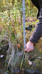 Spiranthes bightensis