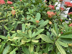 Ixora coccinea