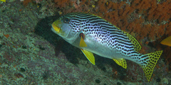 Plectorhinchus lineatus