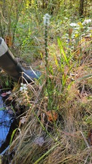 Spiranthes bightensis