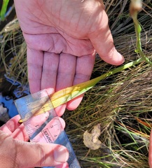 Spiranthes bightensis