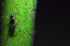 Camponotus sexguttatus