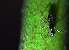 Camponotus sexguttatus