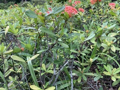 Ixora coccinea