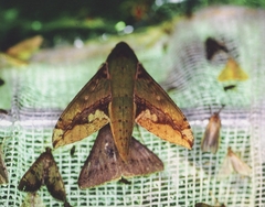 Xylophanes chiron