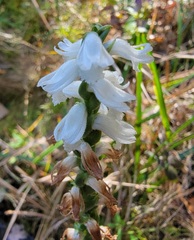 Spiranthes bightensis