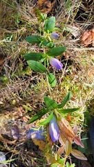 Gentiana catesbaei