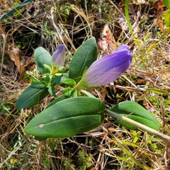 Gentiana catesbaei