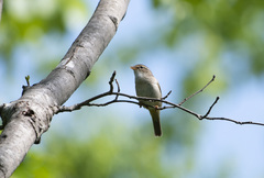 Phylloscopus schwarzi
