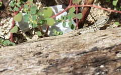 Sceloporus cozumelae