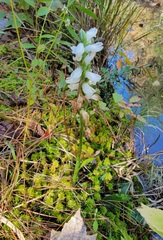 Spiranthes bightensis