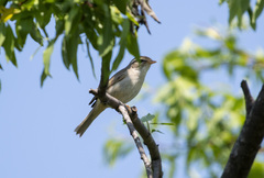 Phylloscopus schwarzi
