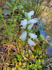 Spiranthes bightensis