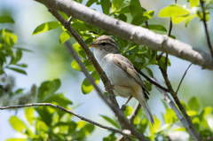 Phylloscopus schwarzi