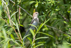 Sinosuthora webbiana