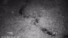 Nyctereutes procyonoides